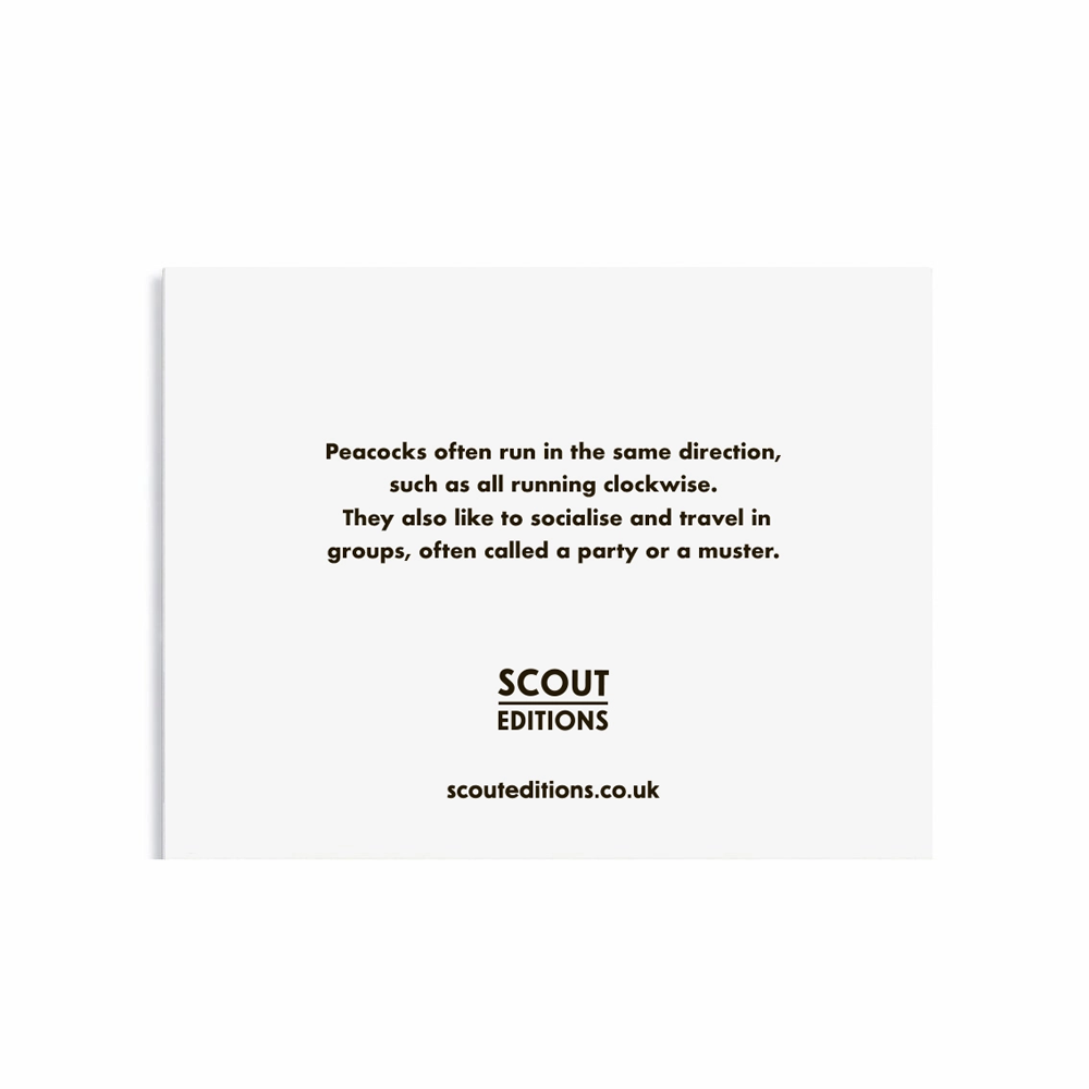 Peacock Mini Card by Scout Editions