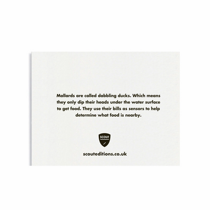Mallard Mini Card by Scout Editions