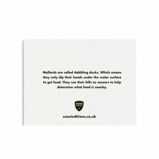 Mallard Mini Card by Scout Editions