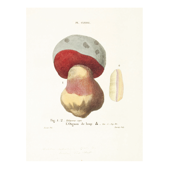 Mushroom Postcards by Pie Books