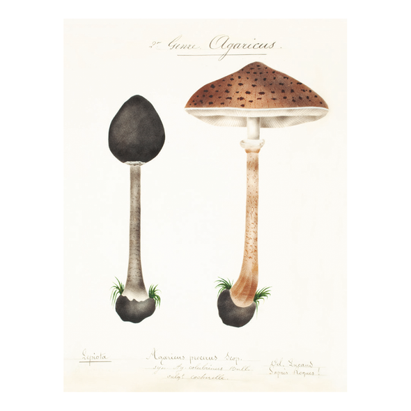 Mushroom Postcards by Pie Books