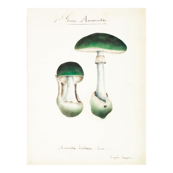 Mushroom Postcards by Pie Books