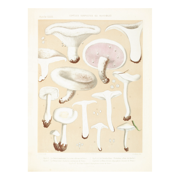 Mushroom Postcards by Pie Books
