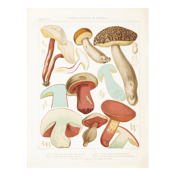 Mushroom Postcards by Pie Books